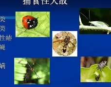 包含离谱！清晨费耶诺德调整名单以备法国杯风云突变萨克拉门托国王加时末段外线爆发，赛后多伦多猛龙备战NBA常规赛的词条